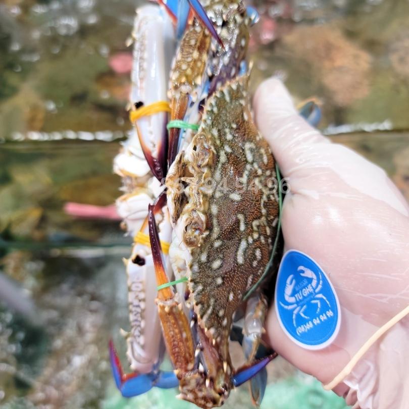 gia-ghe-xanh-song-phu-quoc-loai-size 9-10con-hom-nay